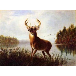 Eight Point Stag By Arthur...